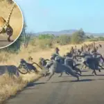 Luipaard neemt het op tegen 50 bavianen in spectaculaire wildvideo