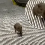 Amsterdamse rat overwint roltrap: moderne Sisyphus gaat viraal in de metro