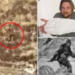 Het mysterie van Bigfoot: Gloeiende ogen, misselijkmakende geur en bizarre krachten