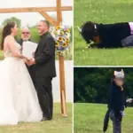 Mijn bruiloft werd overschaduwd door een vrouw die zich als kat identificeerde
