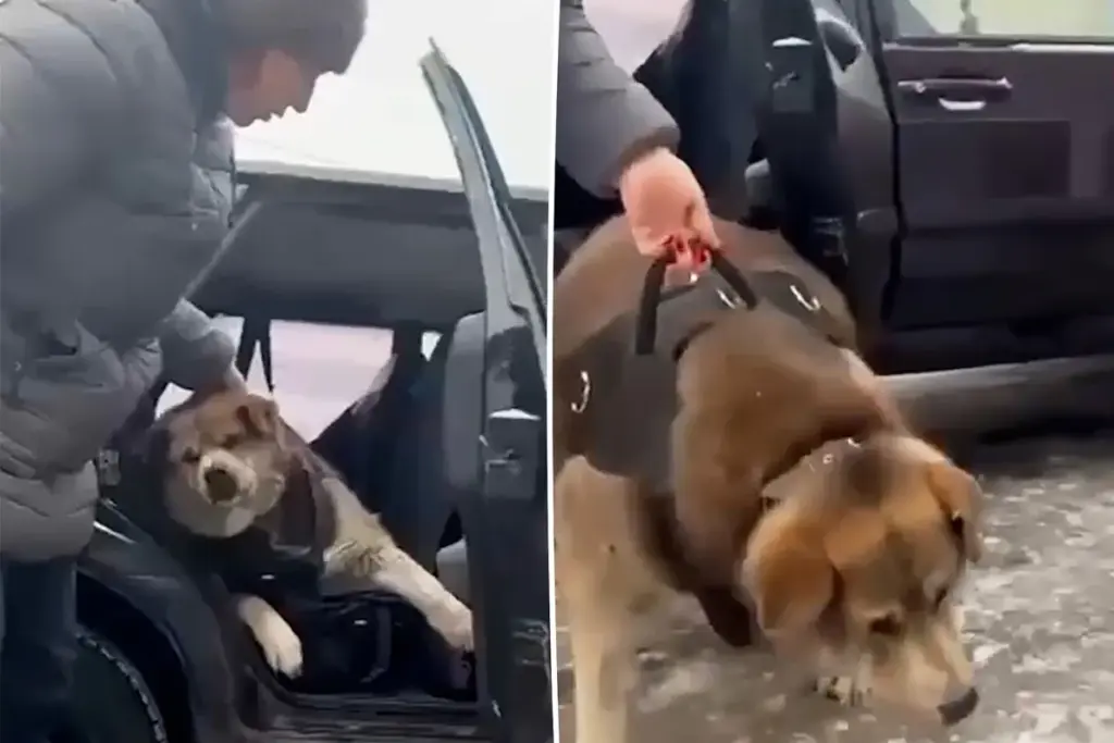 Hond van 65 kilo kan amper uit de auto komen bij aankomst afvalkamp