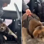 Hond van 65 kilo kan amper uit de auto komen bij aankomst afvalkamp