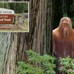 Bange tieners spotten ‘Bigfoot’ met gloeiende ogen in Kisatchie National Forest