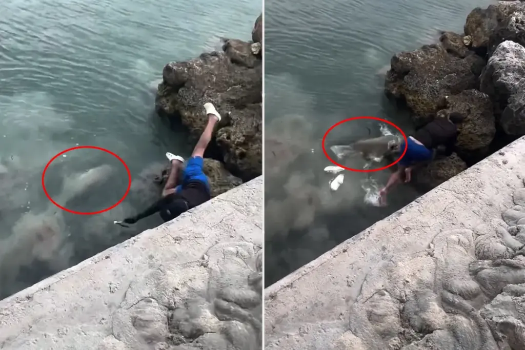 Visser op Crocs ontsnapt aan haai na val in water in de Florida Keys