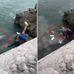 Visser op Crocs ontsnapt aan haai na val in water in de Florida Keys