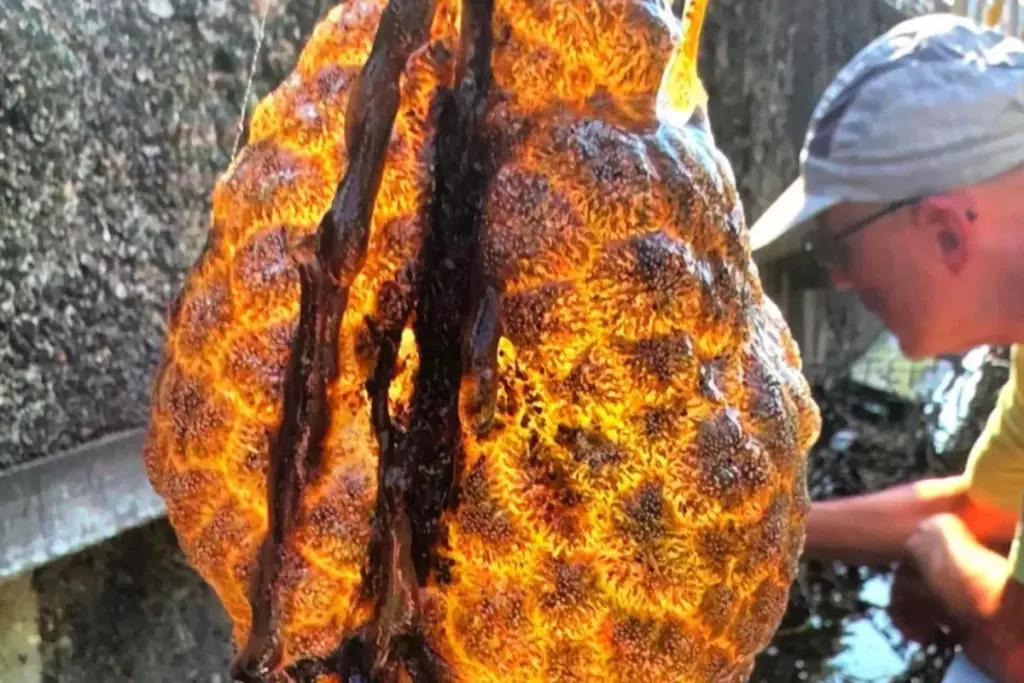 Glibberige ‘buitenaardse eipods’ ontdekt in Utrechtse rivier – en ze verspreiden zich razendsnel