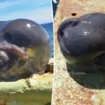 Visser in shock na vangst van mysterieus ‘alien’ zeedier uit de diepte