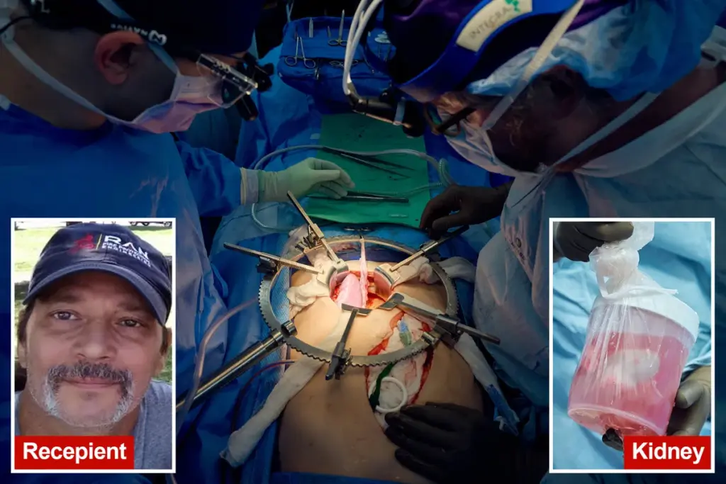 Varkensniertransplantatie: medische doorbraak kan levens redden