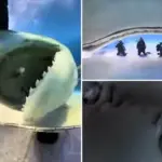 Schokkende video: zo ziet het eruit om opgegeten te worden door een haai