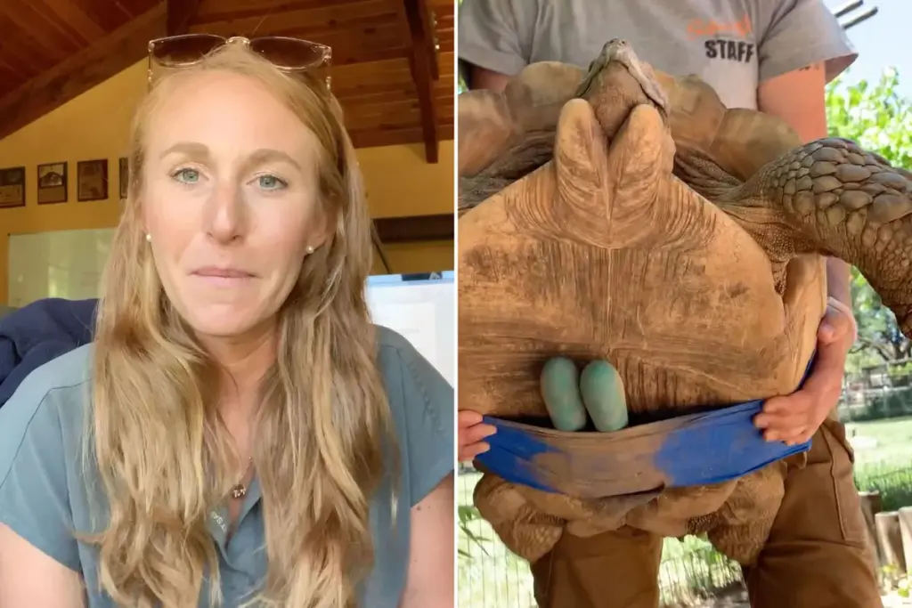 Hoe dierenartsen in 2025 verstopping bij schildpadden aanpakken – met vibrators