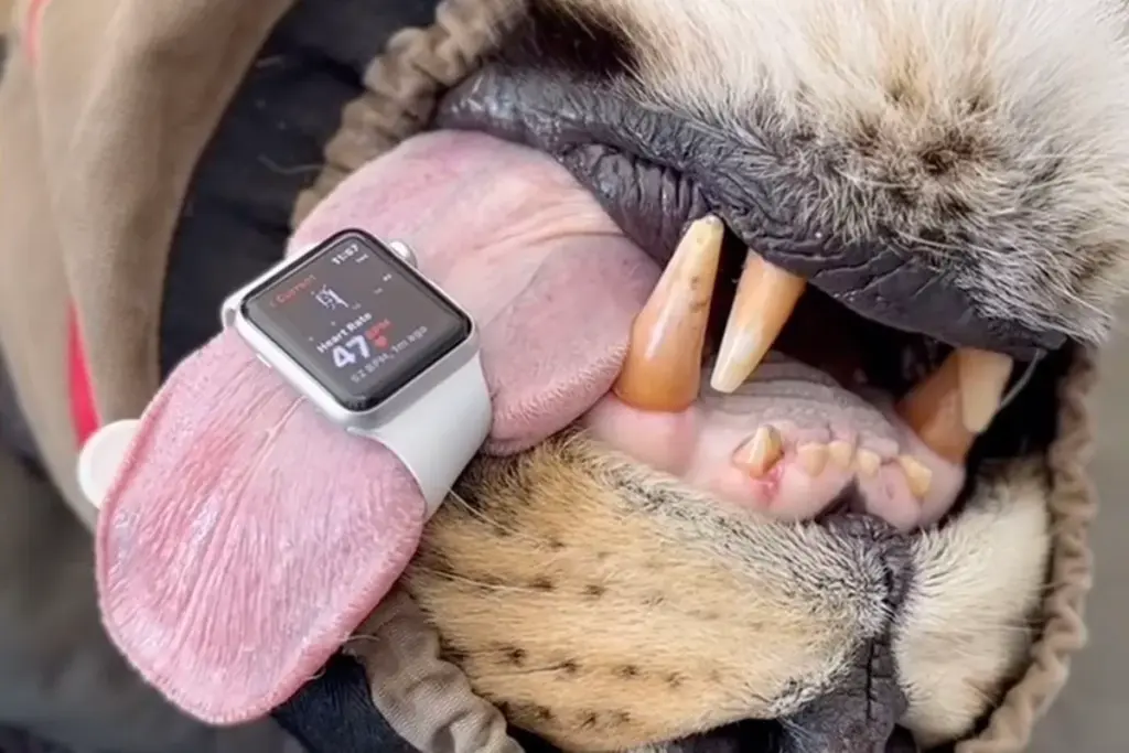 Apple Watch blijkt verrassend effectief als hartslagmeter voor leeuwen