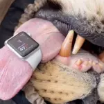 Apple Watch blijkt verrassend effectief als hartslagmeter voor leeuwen