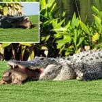 Golfspeler uit Florida legt alligator vast met enorme schildpad in de bek