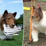Toco de menselijke collie: sluit Tokotoko Zoo binnenkort haar deuren?
