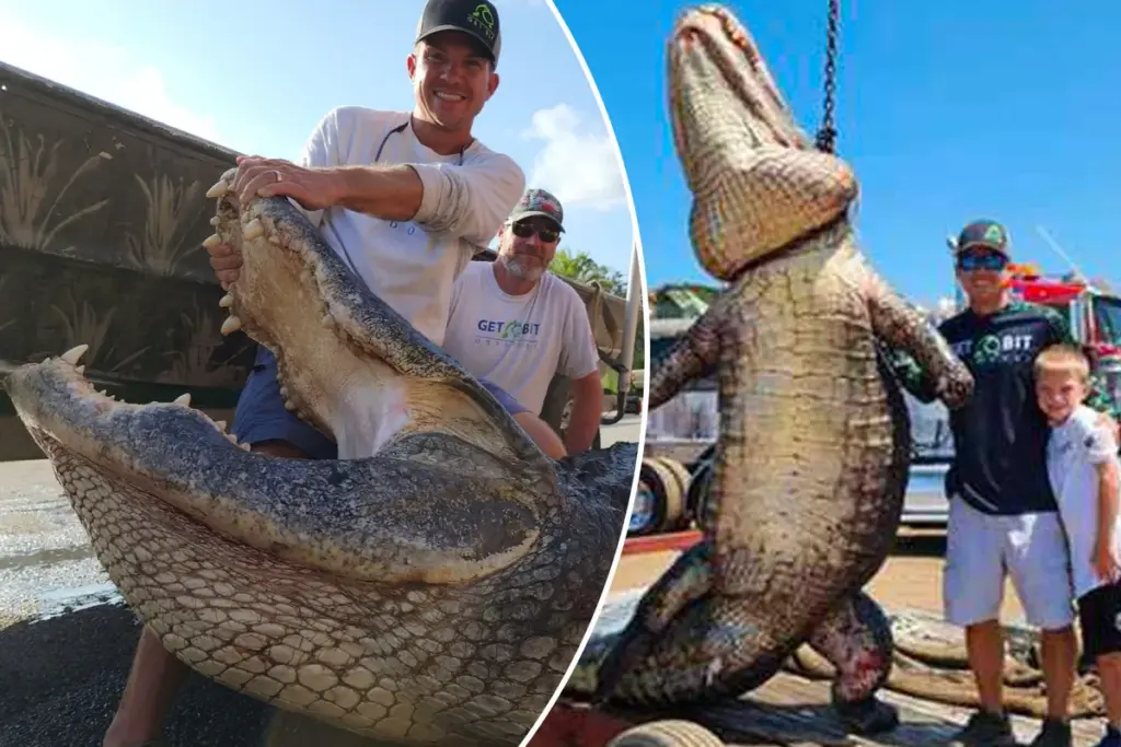 Jagers vangen 417 kilo wegende ‘dinosaurus’-alligator bij Orlando: “Ik dacht echt dat ik het niet zou overleven”