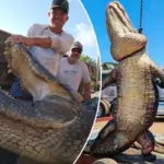 Jagers vangen 417 kilo wegende ‘dinosaurus’-alligator bij Orlando: “Ik dacht echt dat ik het niet zou overleven”