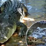 De grootste krokodil ter wereld — bijna 5,5 meter lang — blijft groeien op verbluffende leeftijd