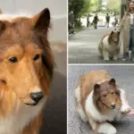 Toco: De Japanner die €13.000 uitgaf om een collie te worden, maakt zijn eerste wandeling in het openbaar