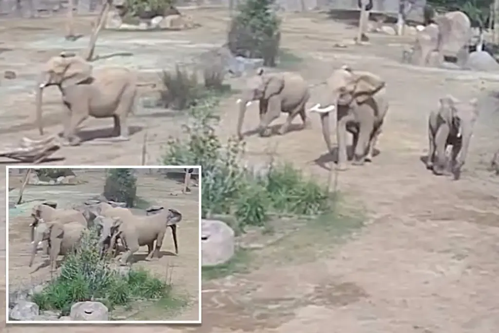 Olifanten in de San Diego Zoo vormen beschermingskring tijdens aardbeving: video