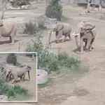 Olifanten in de San Diego Zoo vormen beschermingskring tijdens aardbeving: video