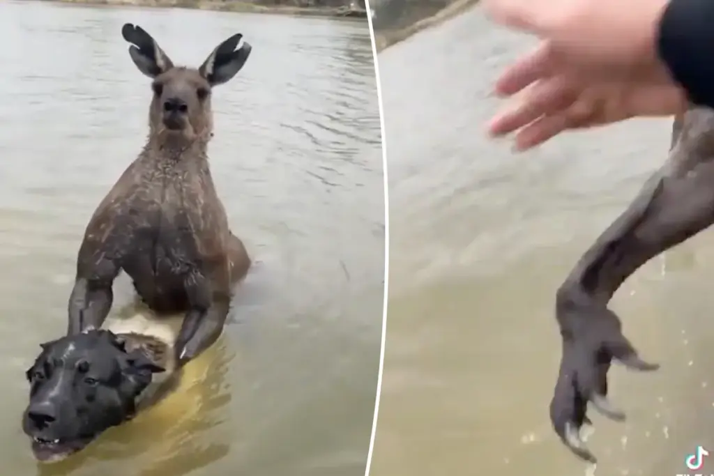 Australische vechtsporter slaat kangoeroe van 2 meter om zijn hond te redden