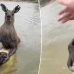 Australische vechtsporter slaat kangoeroe van 2 meter om zijn hond te redden
