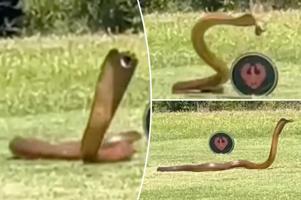 Reusachtige kaapcobra jaagt golfers de stuipen op het lijf op Zuid-Afrikaanse golfbaan