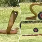 Reusachtige kaapcobra jaagt golfers de stuipen op het lijf op Zuid-Afrikaanse golfbaan
