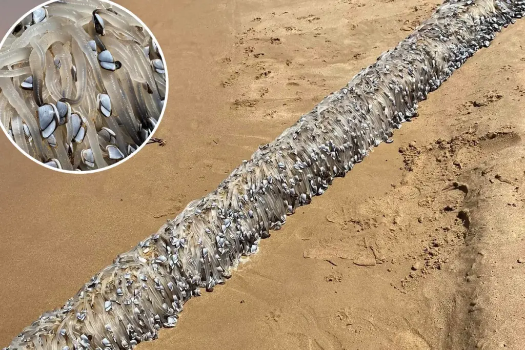 Bizar zeewezen spoelt aan op Australisch strand: ‘Het vreemdste wat ik ooit heb gezien’