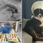 Schattige Berner Sennenhond Luna slikt 24 sokken door en overleeft ingrijpende operatie in Zuid-Holland