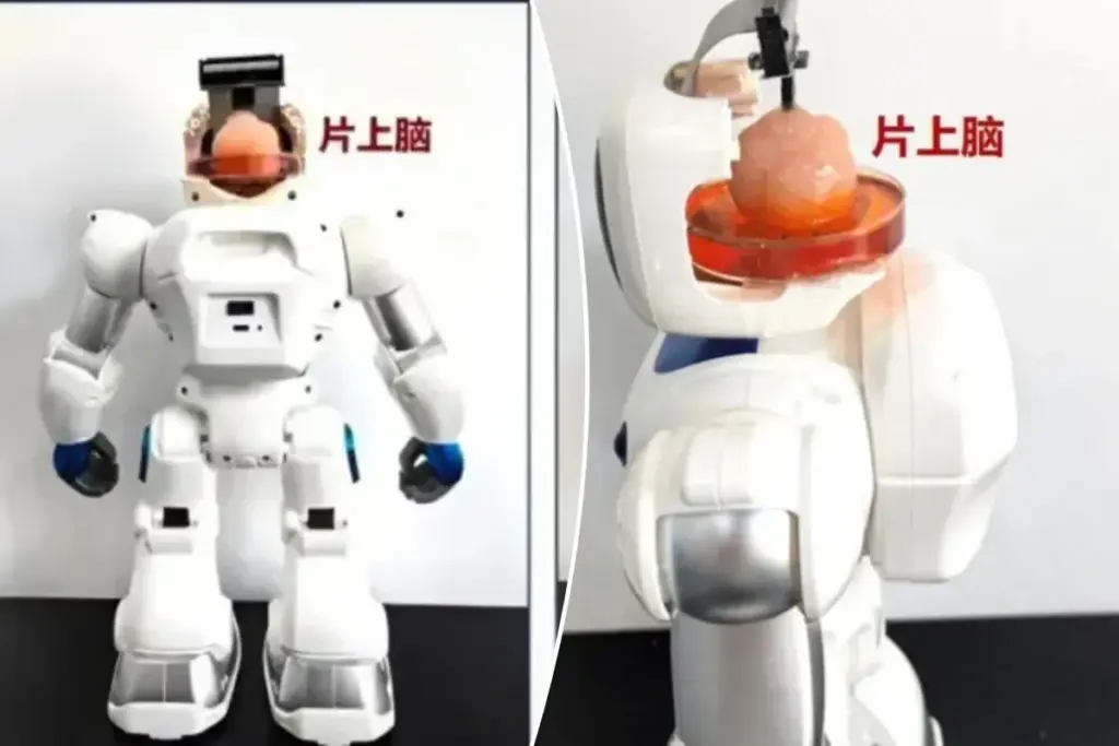Primeur: robot bestuurd door menselijke hersencellen op chip in China