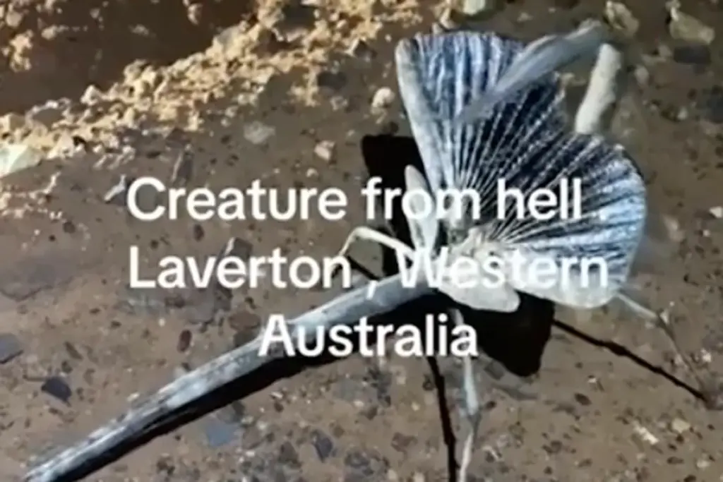 ‘Helsecreatuur’ uit Australië eindelijk geïdentificeerd: “Nu ben ik écht bang”
