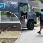 Amazon-bezorger in ernstige toestand na beet van extreem giftige ratelslang