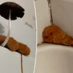 Deze douche-loofah bleek iets veel schokkenders: Reddit in rep en roer