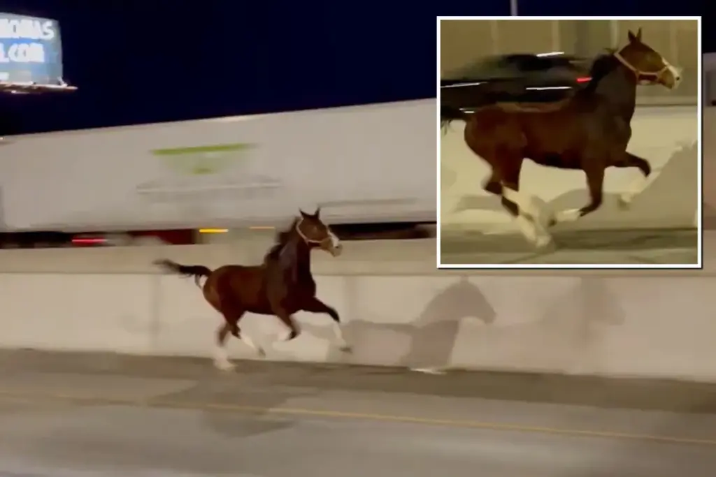 Paard rent los over snelweg bij Philadelphia vlak voor spitsuur — bekijk deze beelden