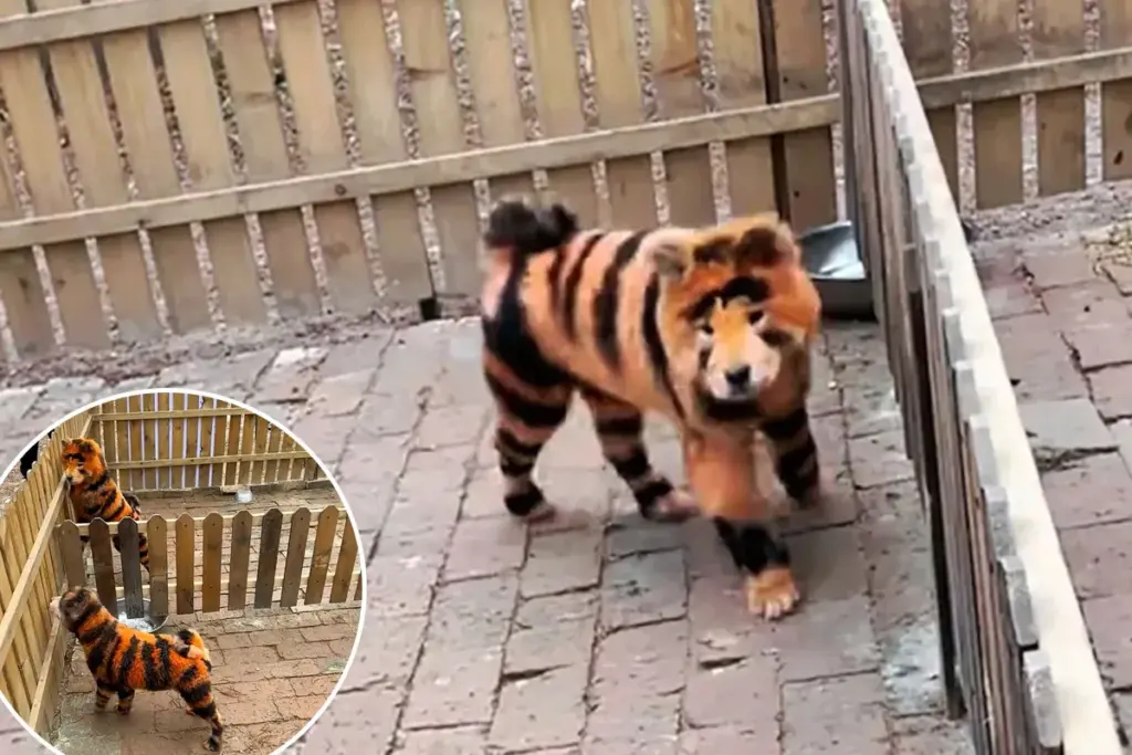 Verontwaardiging bij bezoekers: honden geverfd als tijgers in Chinese dierentuin