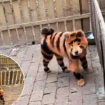 Verontwaardiging bij bezoekers: honden geverfd als tijgers in Chinese dierentuin
