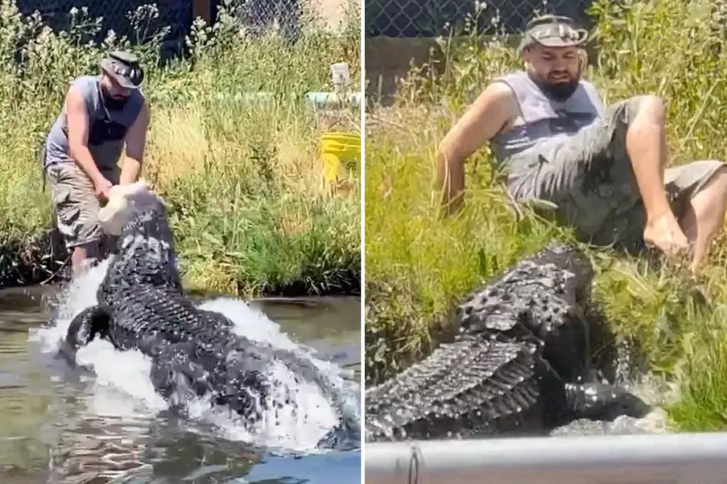Medewerker Colorado Gator Farm ontsnapt aan aanval van 270 kilo zware alligator Elvis