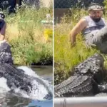 Medewerker Colorado Gator Farm ontsnapt aan aanval van 270 kilo zware alligator Elvis