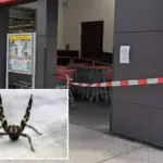 Supermarkt in Oostenrijk sluit na ontdekking gevaarlijke Braziliaanse zwerfspin