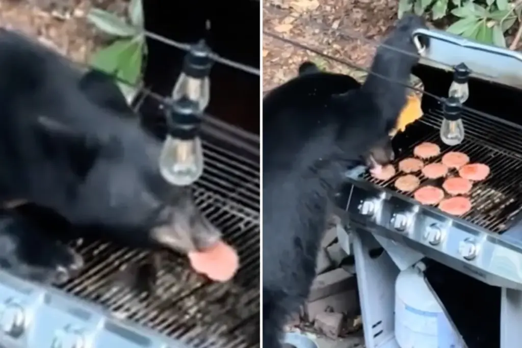Hongerige beer eet 10 hamburgers en Diet Coke tijdens familiebarbecue in Tennessee