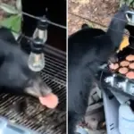 Hongerige beer eet 10 hamburgers en Diet Coke tijdens familiebarbecue in Tennessee