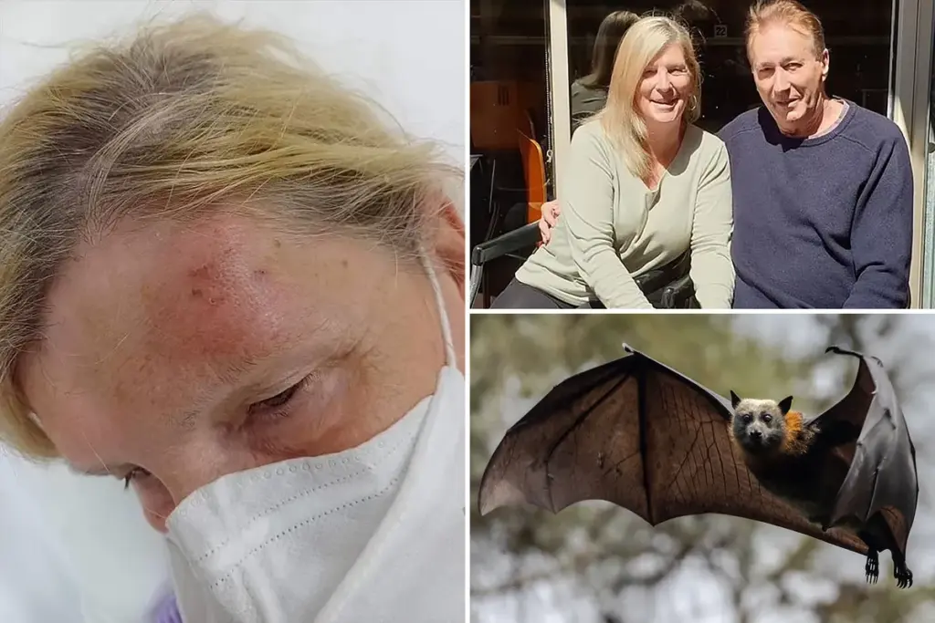 Australische toerist in Cairns gebeten door vleermuis: vrees voor dodelijk virus