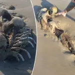 Nieuw wonderlijk zeewezen: ‘Zeemeermin-achtig’ schepsel stelt internet én wetenschappers voor raadsel