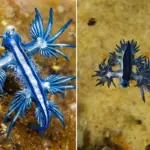 Zeldzame, giftige zeewezens massaal aangespoeld op strand tijdens cycloon