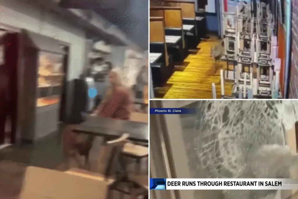 Hert stormt visrestaurant binnen in Salem – gasten in complete shock