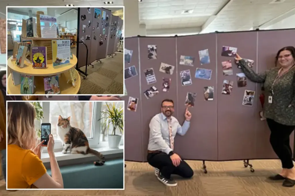 Massachusetts-bibliotheek scheldt boetes kwijt voor kattenfoto’s — zo werkt ‘Feline Fee Forgiveness’