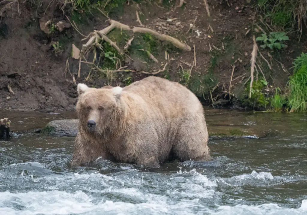 Fat Bear Week 2025: 128 Grazer wint de titel dikste beer van Alaska