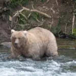 Fat Bear Week 2025: 128 Grazer wint de titel dikste beer van Alaska