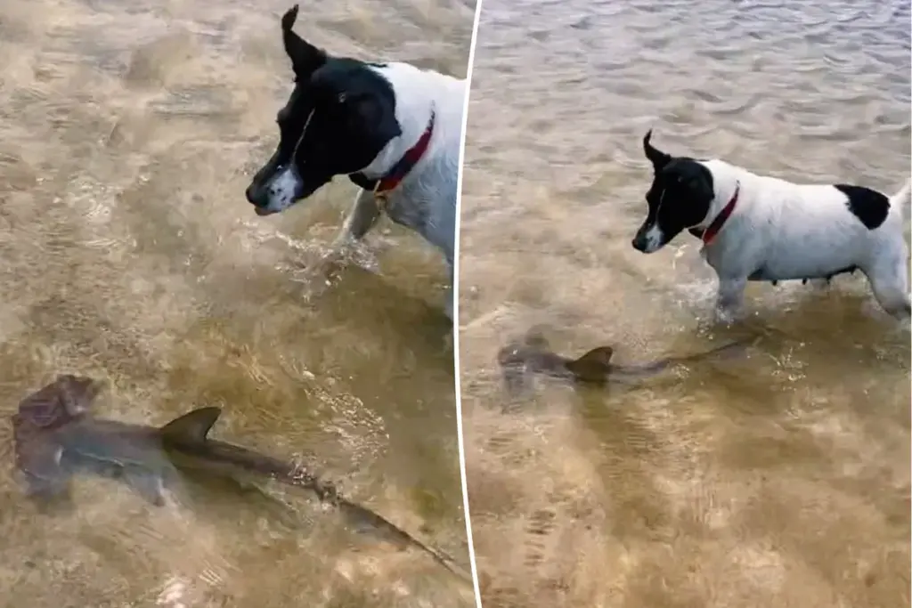 Dappere hond en babyhaai spetteren samen in hartverwarmende video